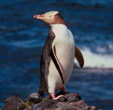 Pingüinos en peligro.